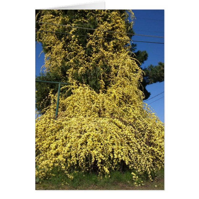 Große übergewachsene gelbe Blumen (Vorne)