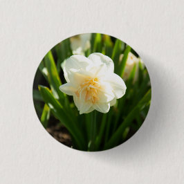 Große weiße Narzissen an einem Frühlingstag Button