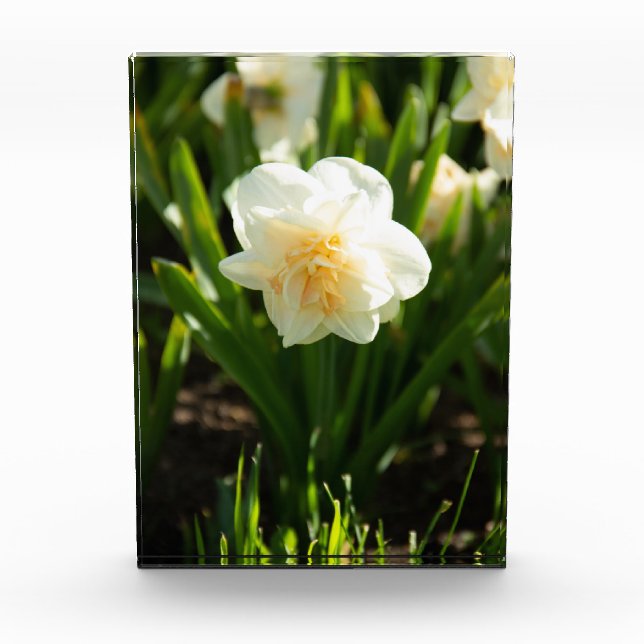 Große weiße Narzissen an einem Frühlingstag Fotoblock (Vorderseite)