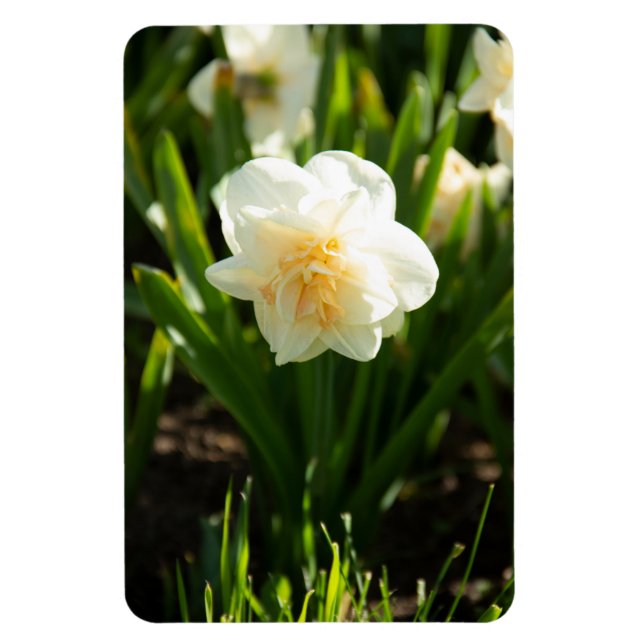 Große weiße Narzissen an einem Frühlingstag Magnet (Vertikal)