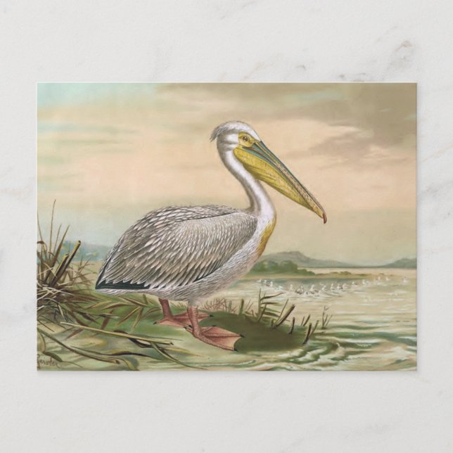 Große weißer Pelikan-Vintage Vogel-Illustration Postkarte (Vorderseite)