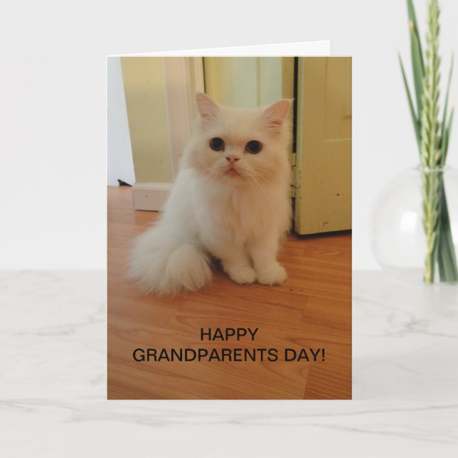 Großelterntag, weiße Katze Karte (Vorderseite)