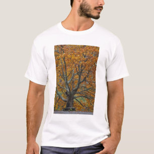Grosser Ahornbaum im Herbst, Bass Lake, in der Nä T-Shirt