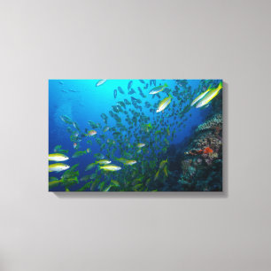 Großer Augen-Rotbarsch auf dem Great Barrier Reef Leinwanddruck