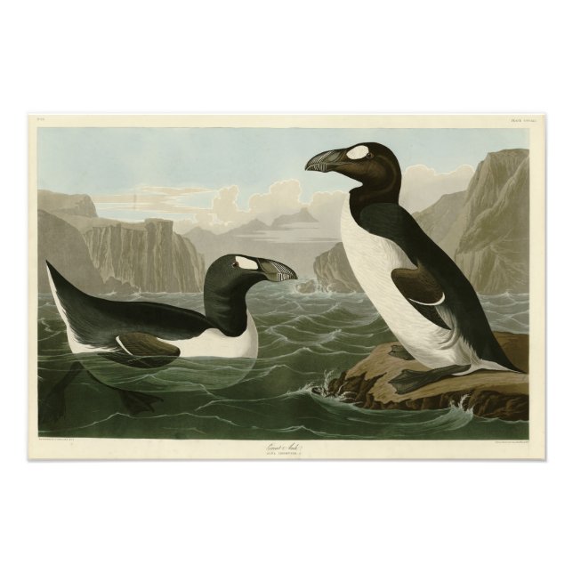 Großer Auk - John James Audubons Vögel Amerikas Fotodruck (Vorne)