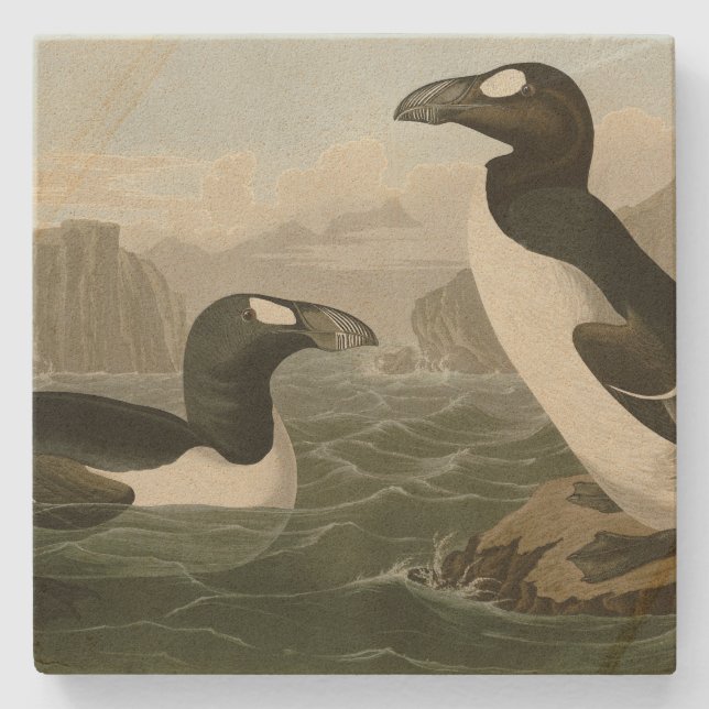 Großer Auk - John James Audubons Vögel Amerikas Steinuntersetzer (Vorderseite)