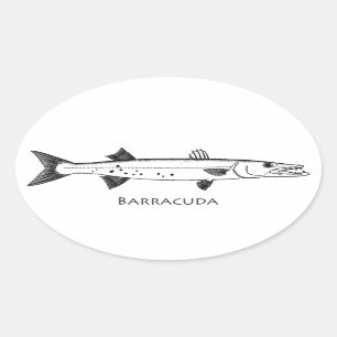 Großer Barracuda-Logo Ovaler Aufkleber
