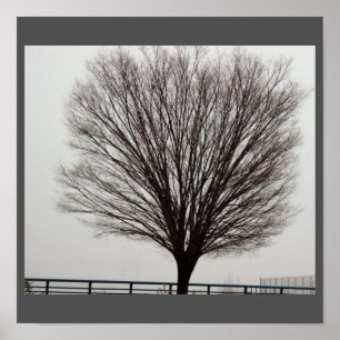 Großer Baum Foto Poster