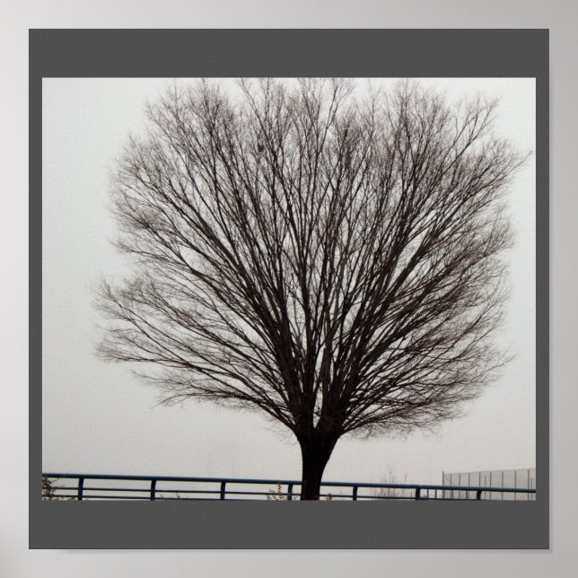 Großer Baum Foto Poster (Vorne)