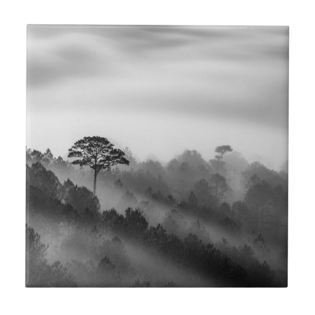 Großer Baum im Kiefern-Wald im Nebel Fliese (Vorderseite)