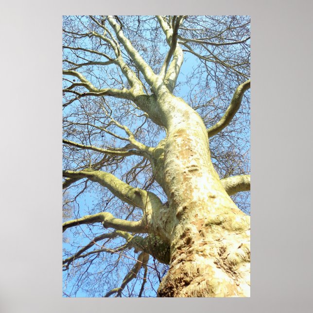 Grosser Baum mit vielen Ästen am Himmel, Natur Poster (Vorne)