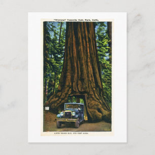Großer Baum Wawona, Mariposa Grove, CA Postkarte
