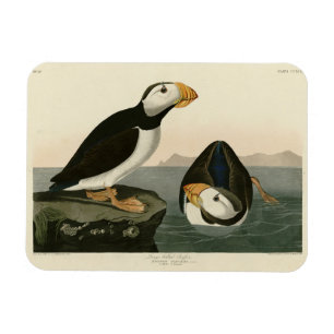 Großer billiger Puffin - Audubons Vögel in Amerika Magnet