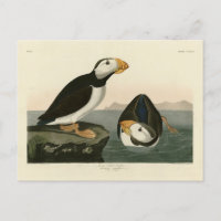 Großer billiger Puffin - Audubons Vögel in Amerika