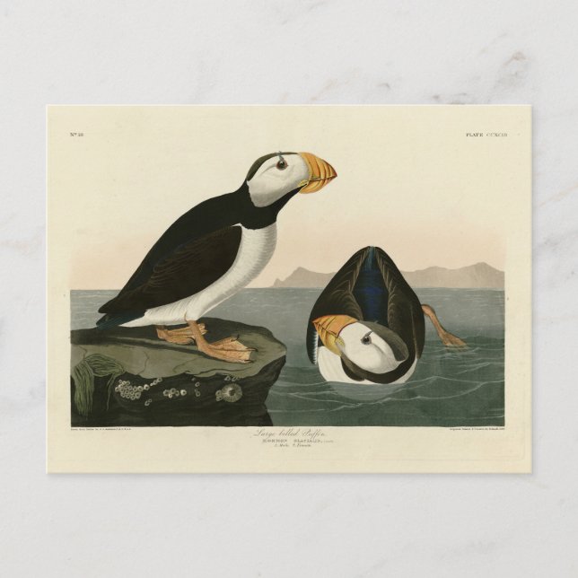 Großer billiger Puffin - Audubons Vögel in Amerika Postkarte (Vorderseite)