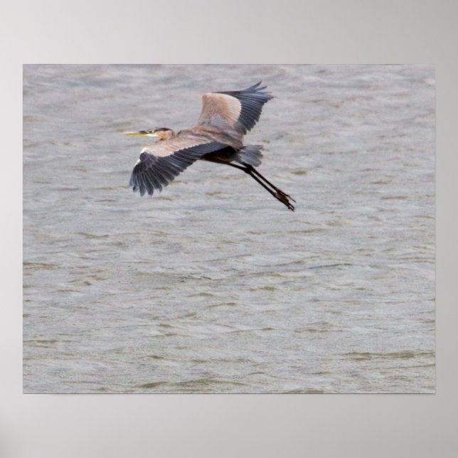 Großer Blau Reiher fliegt Poster (Vorne)