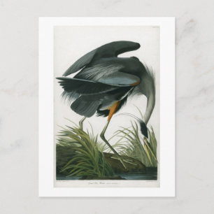 Großer Blauheron, John James Audubon Postkarte
