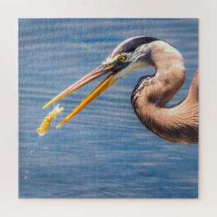 Großer Blaureiher beim Fangen von Beute Wildlife-K