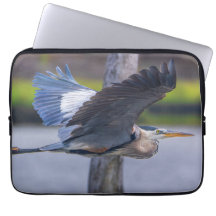 Großer Blaureiher Flug Wildtier Vogel Fotografie