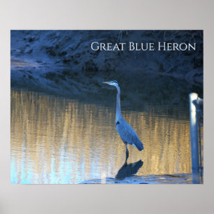 Großer Blaureiher-Fotoplakat Poster