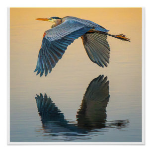 Großer Blaureiher im Flug Poster Still Wasser