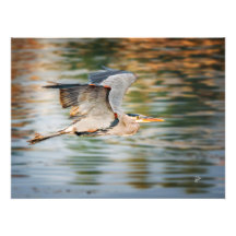 Großer Blaureiher über dem See Wildlife-Druck