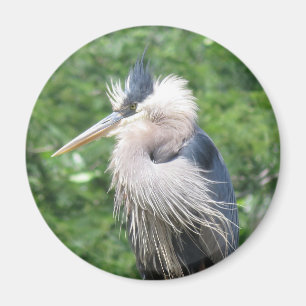 Großer Blue Heron-Magnet Magnet