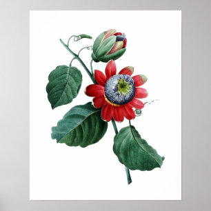 GROSSER botanischer Druck der PASSIONSBLUME durch Poster
