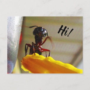 Großer Carpenter Ant Wave Hallo Postkarte