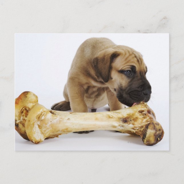 Großer Dane Welpe mit Knochen im Studio Postkarte (Vorderseite)