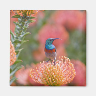 Großer Doppelkragen-Nektarvogel Magnet