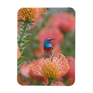 Großer Doppelkragen-Nektarvogel Magnet