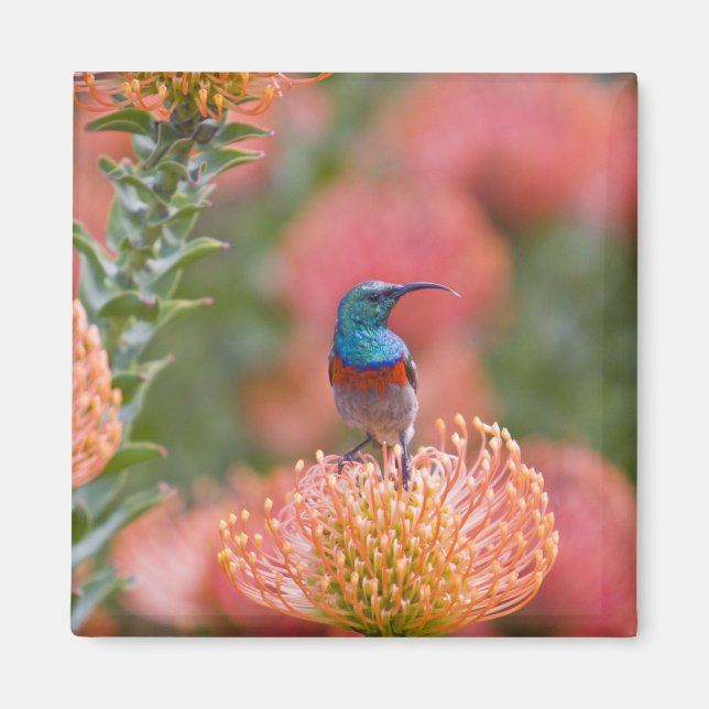 Grosser, doppelt gefärbter Sunbird Magnet (Vorne)