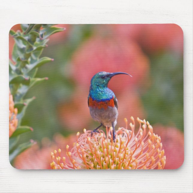 Grosser, doppelt gefärbter Sunbird Mousepad (Vorne)