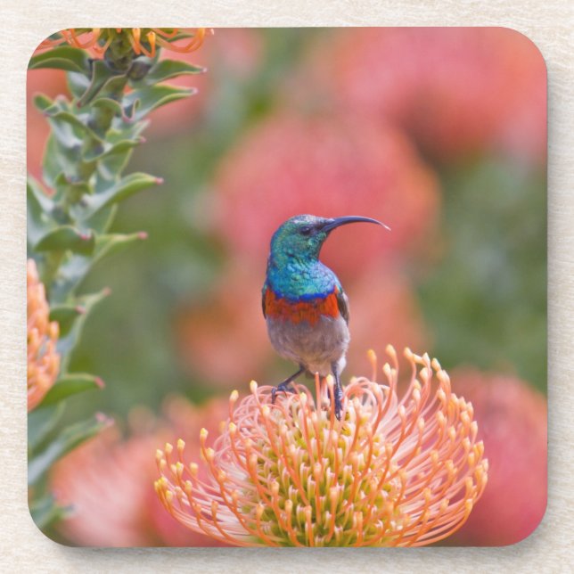 Grosser, doppelt gefärbter Sunbird Untersetzer (Vorderseite)