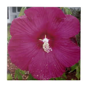 großer dunkelroter Hibiskus Fliese