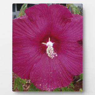 großer dunkelroter Hibiskus Fotoplatte
