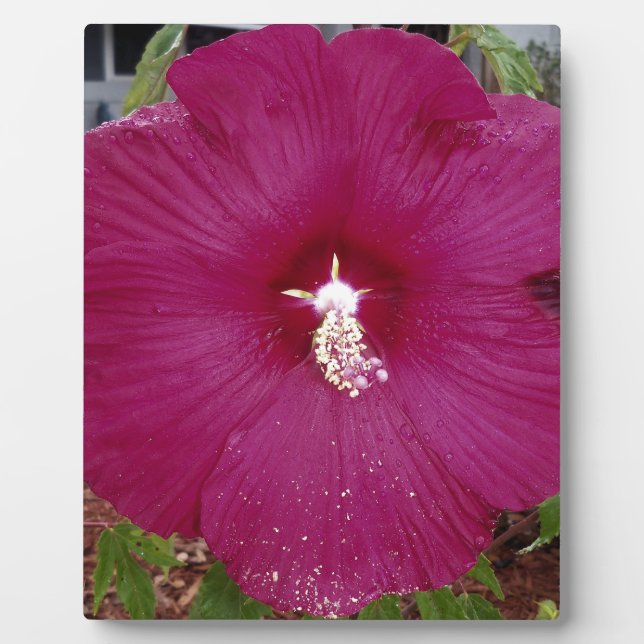 großer dunkelroter Hibiskus Fotoplatte (Vorderseite)
