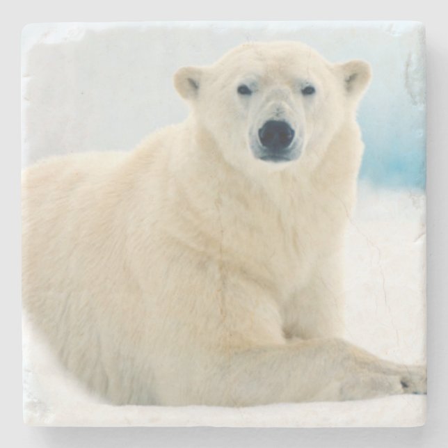 Großer Eber des erwachsenen Eisbären auf dem Steinuntersetzer (Vorderseite)
