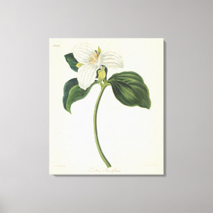 Großer geblühter Trillium Leinwanddruck