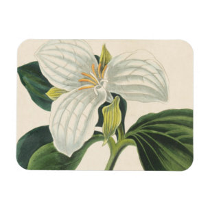 Großer geblühter Trillium Magnet