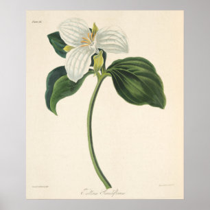 Großer geblühter Trillium Poster