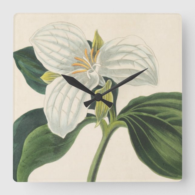 Großer geblühter Trillium Quadratische Wanduhr (Vorderseite)