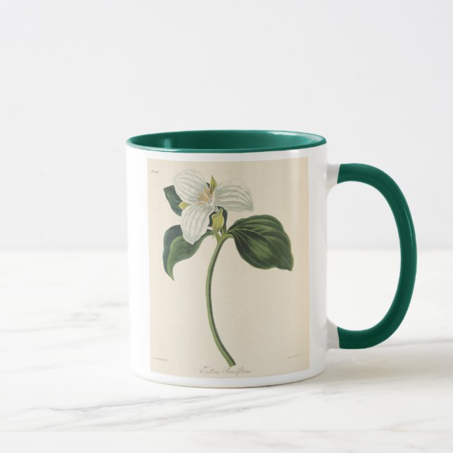 Großer geblühter Trillium Tasse (Rechts)