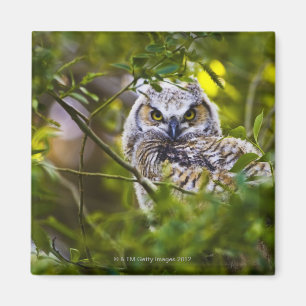 Großer gehörnter Owlet Magnet