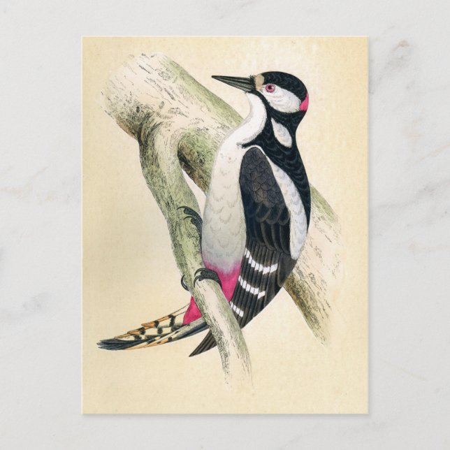 Großer Gepunkteter Specker Postkarte (Vorderseite)