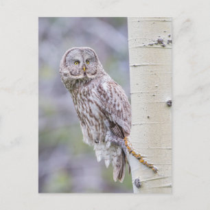 Großer Grauer Espenbaumzweig Postkarte