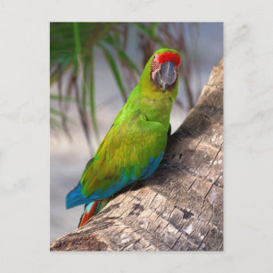 Großer grüner Ara auf einem Baum Postkarte