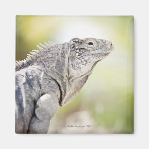 Großer grüner Leguan, der in der Sonne in sich Magnet