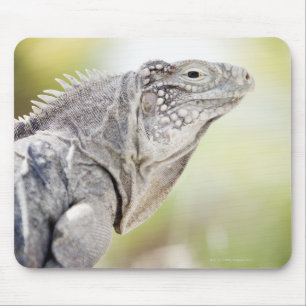 Großer grüner Leguan, der in der Sonne in sich Mousepad